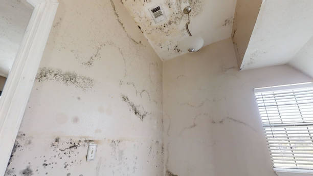 Best Post-Remediation Verification Testing  in Graymoor Devondale, KY